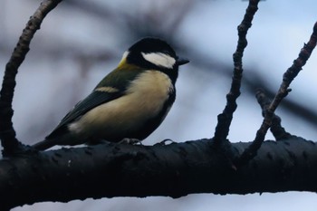 Japanese Tit 平塚市総合公園 Wed, 11/30/2022