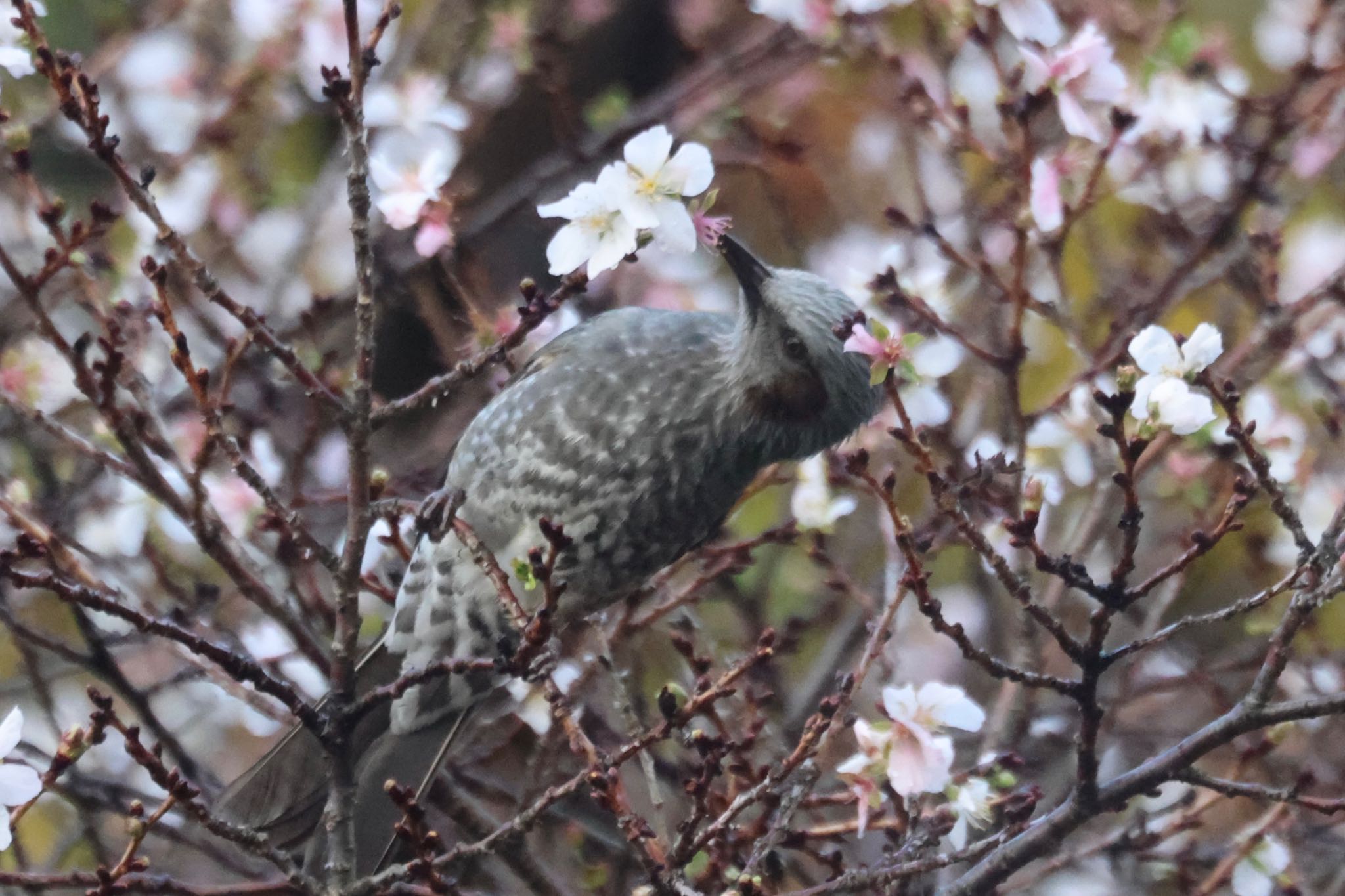 Brown-eared Bulbul