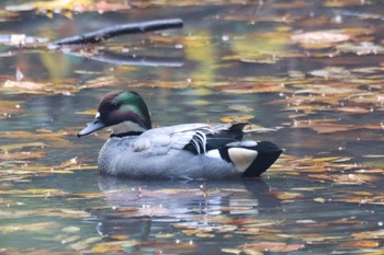 Falcated Duck 平塚市総合公園 Wed, 11/30/2022