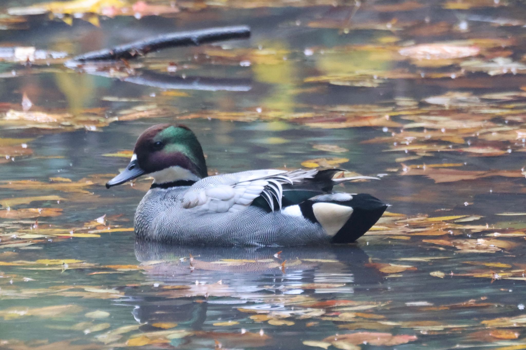 Falcated Duck