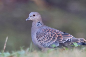 Oriental Turtle Dove 平塚市総合公園 Wed, 11/30/2022