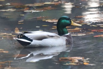 マガモ 平塚市総合公園 2022年11月30日(水)