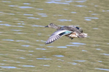 Falcated Duck 珠洲市 Mon, 11/28/2022