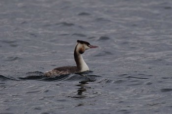 2022年11月29日(火) 山下公園の野鳥観察記録