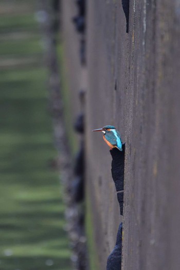 2022年11月30日(水) 長浜公園の野鳥観察記録