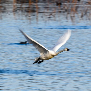 Whooper Swan 城沼 Sat, 1/29/2022