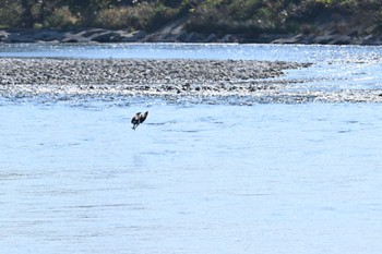 ミサゴ 多摩川 2022年11月19日(土)