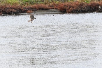 チュウヒ 多摩川 2022年11月21日(月)