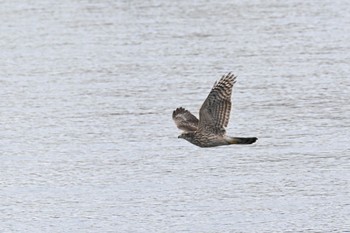 チュウヒ 多摩川 2022年11月21日(月)