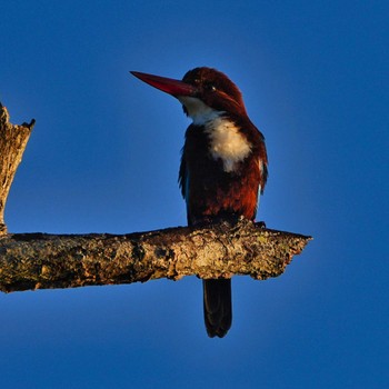 White-throated Kingfisher Khao Mai Keao Reservation Park Mon, 11/28/2022