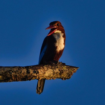 White-throated Kingfisher Khao Mai Keao Reservation Park Mon, 11/28/2022