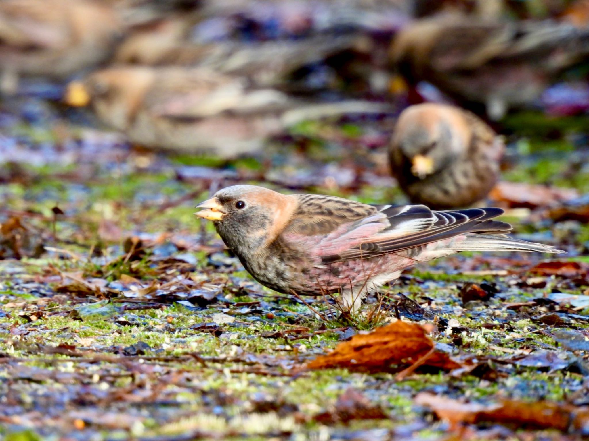 Asian Rosy Finch