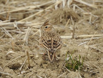 Eurasian Skylark 兵庫県神戸市西区 Sun, 2/25/2018