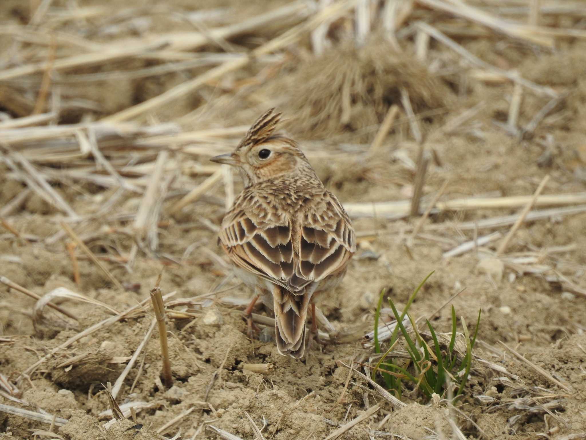 兵庫県神戸市西区 ヒバリの写真 by 禽好き