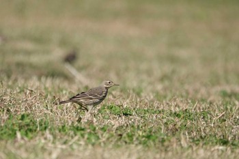 2022年11月27日(日) 多摩川河口の野鳥観察記録