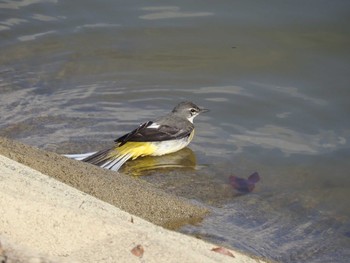 Grey Wagtail 兵庫県稲美町 Mon, 2/12/2018