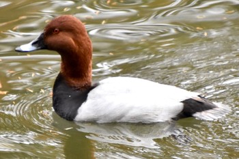 Common Pochard 練馬区 Wed, 11/30/2022