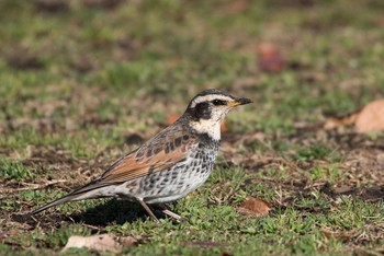 Dusky Thrush 忠生公園 Sat, 3/3/2018