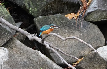 2022年11月30日(水) 城北公園の野鳥観察記録