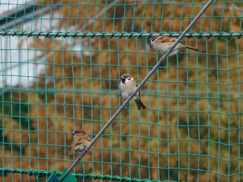 2022年11月30日(水) 江古田公園、哲学堂公園、妙正寺川の野鳥観察記録