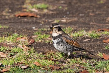 Dusky Thrush 忠生公園 Sat, 3/3/2018