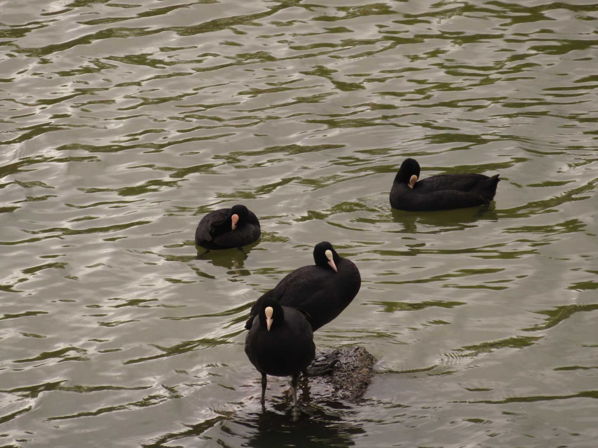 Photo of Eurasian Coot at 武庫川 by ちゅん