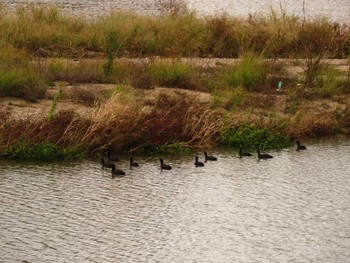 Eurasian Coot 武庫川 Wed, 11/30/2022