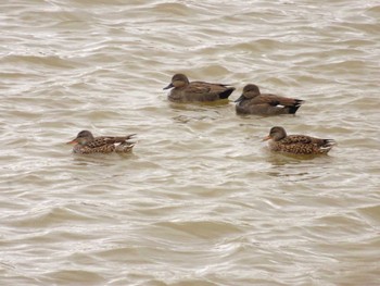 Gadwall 武庫川 Wed, 11/30/2022