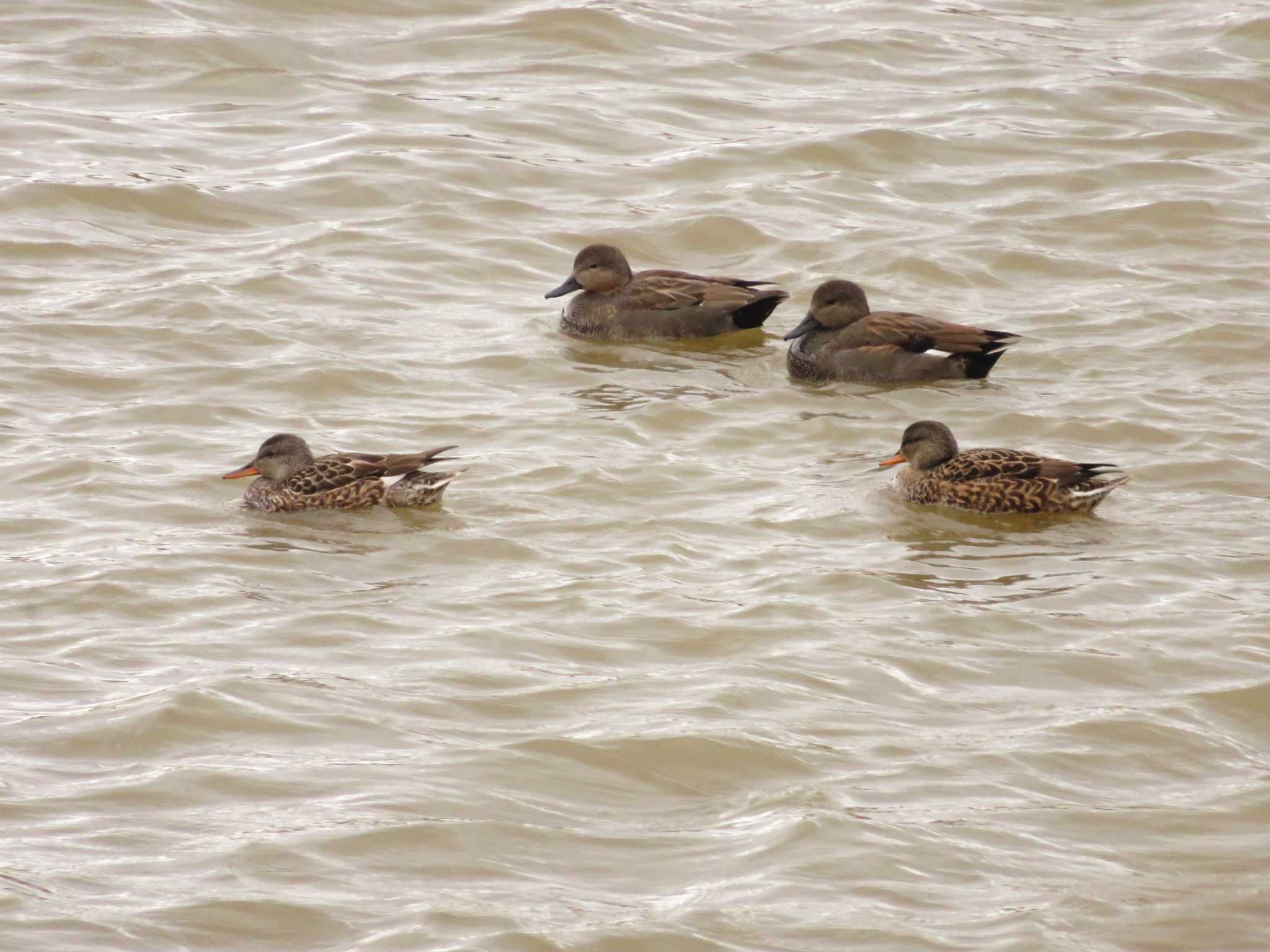 Photo of Gadwall at 武庫川 by ちゅん