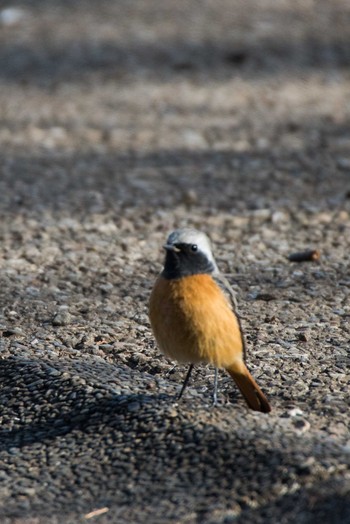 Daurian Redstart 忠生公園 Sat, 3/3/2018