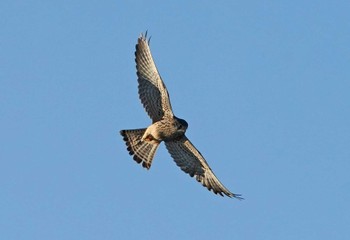 チョウゲンボウ 埼玉県川島町 2022年11月21日(月)