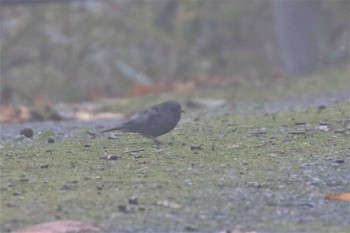 Grey Bunting 六甲山 Thu, 11/24/2022