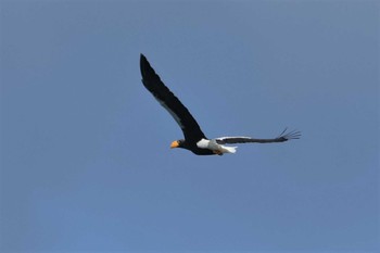 2022年11月27日(日) 湖北野鳥センターの野鳥観察記録