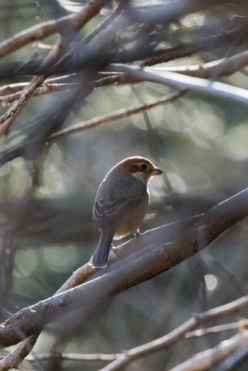 Bull-headed Shrike 忠生公園 Sat, 3/3/2018