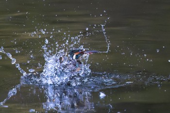 カワセミ 座間谷戸山公園 2022年11月21日(月)