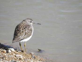 Sun, 2/11/2018 Birding report at 兵庫県明石市