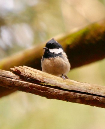 Coal Tit 熊本県阿蘇郡高森町 Fri, 3/2/2018