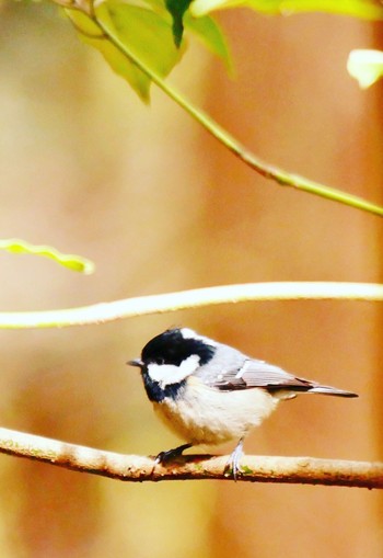 Coal Tit 熊本県阿蘇郡高森町 Fri, 3/2/2018