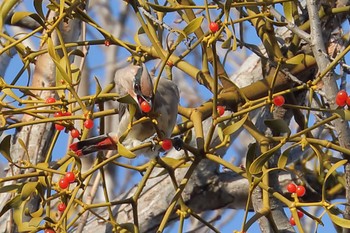 Japanese Waxwing Makomanai Park Fri, 11/11/2022