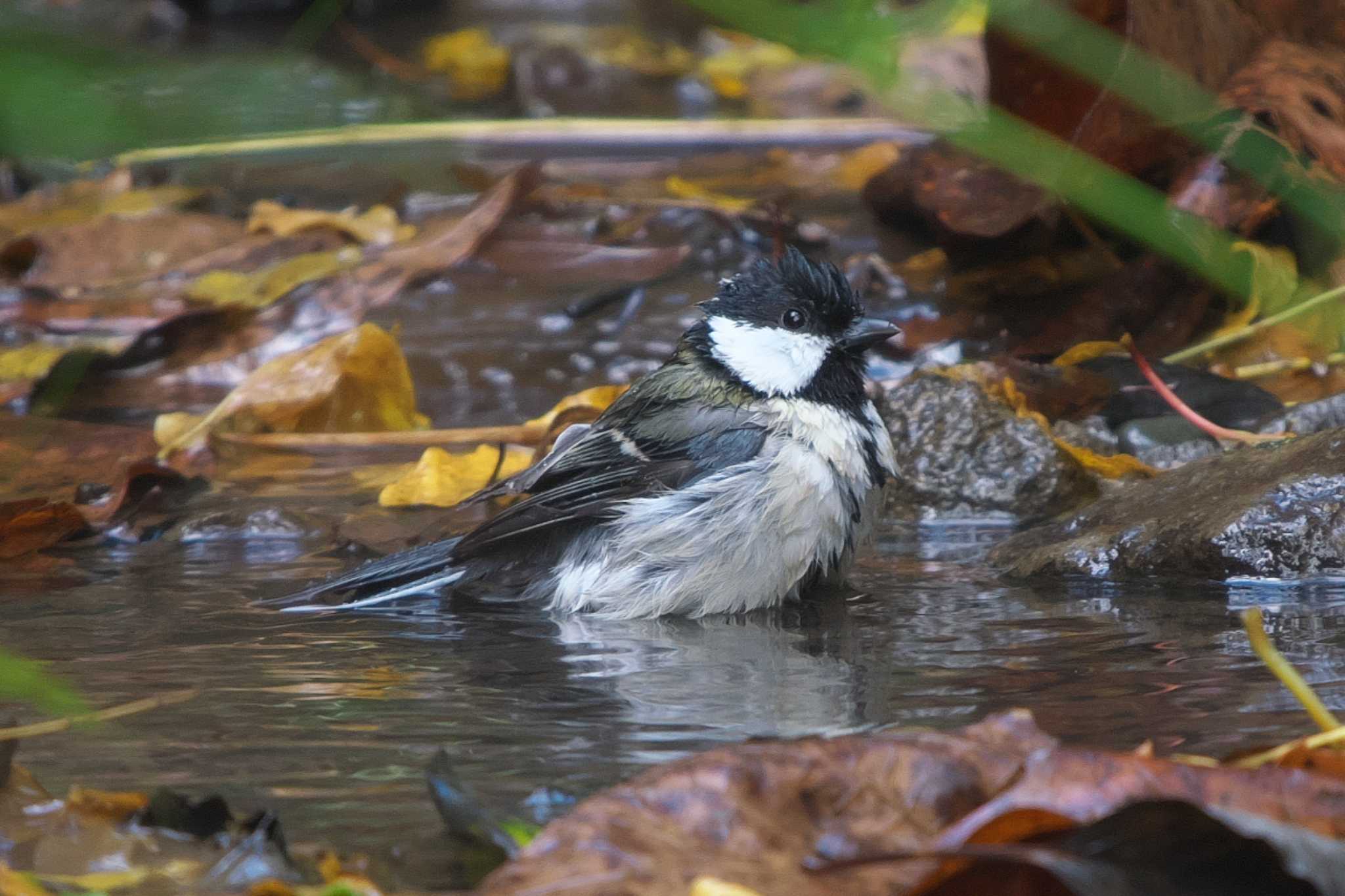 Photo of Japanese Tit at 池子の森自然公園 by Y. Watanabe