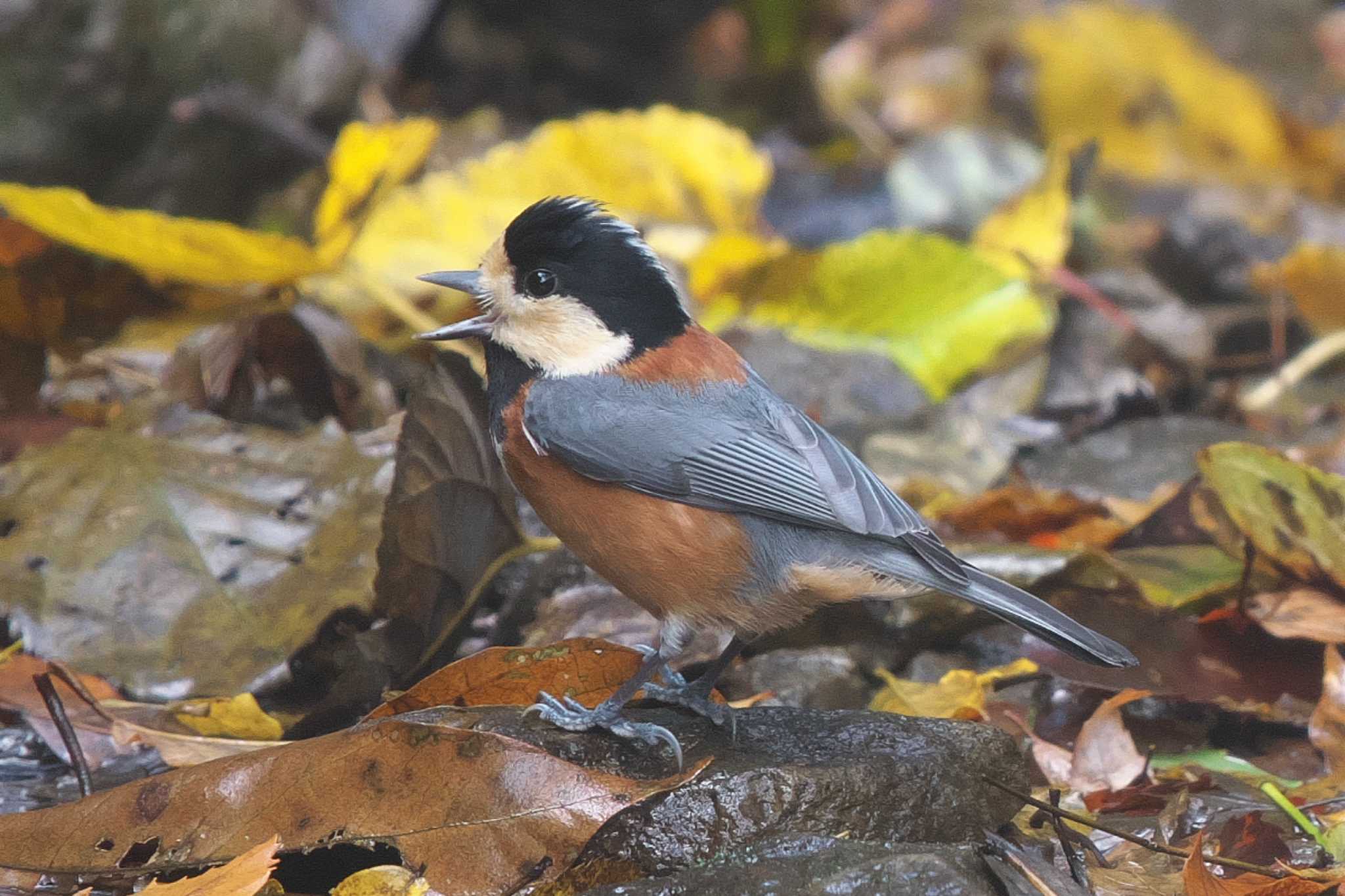 Photo of Varied Tit at 池子の森自然公園 by Y. Watanabe