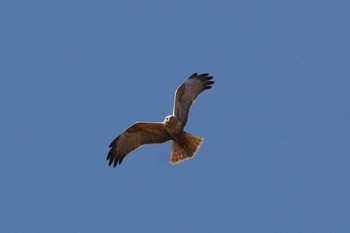 2011年3月5日(土) 五主海岸の野鳥観察記録