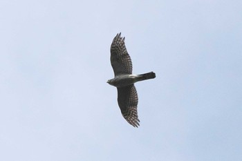 2022年11月30日(水) 池子の森自然公園の野鳥観察記録