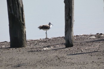 Marsh Sandpiper Isanuma Sun, 9/25/2022