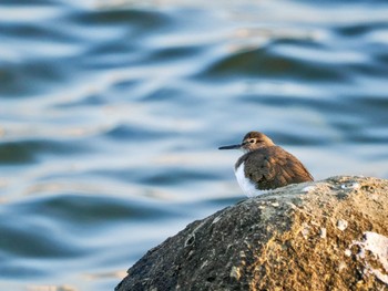 2022年11月19日(土) 東京港野鳥公園の野鳥観察記録