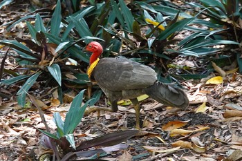 Australian Brushturkey ケアンズ Sat, 10/8/2022