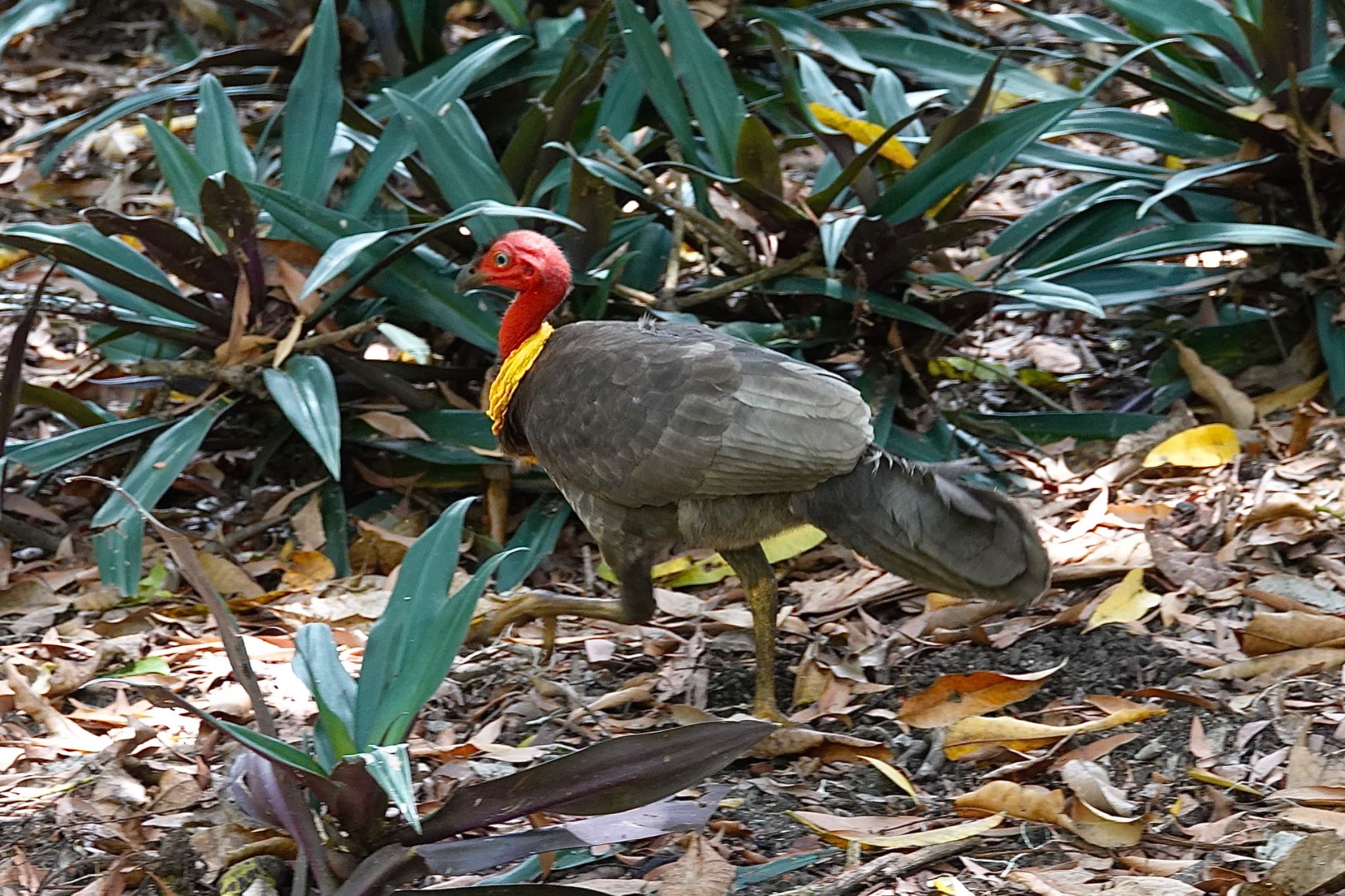 Australian Brushturkey