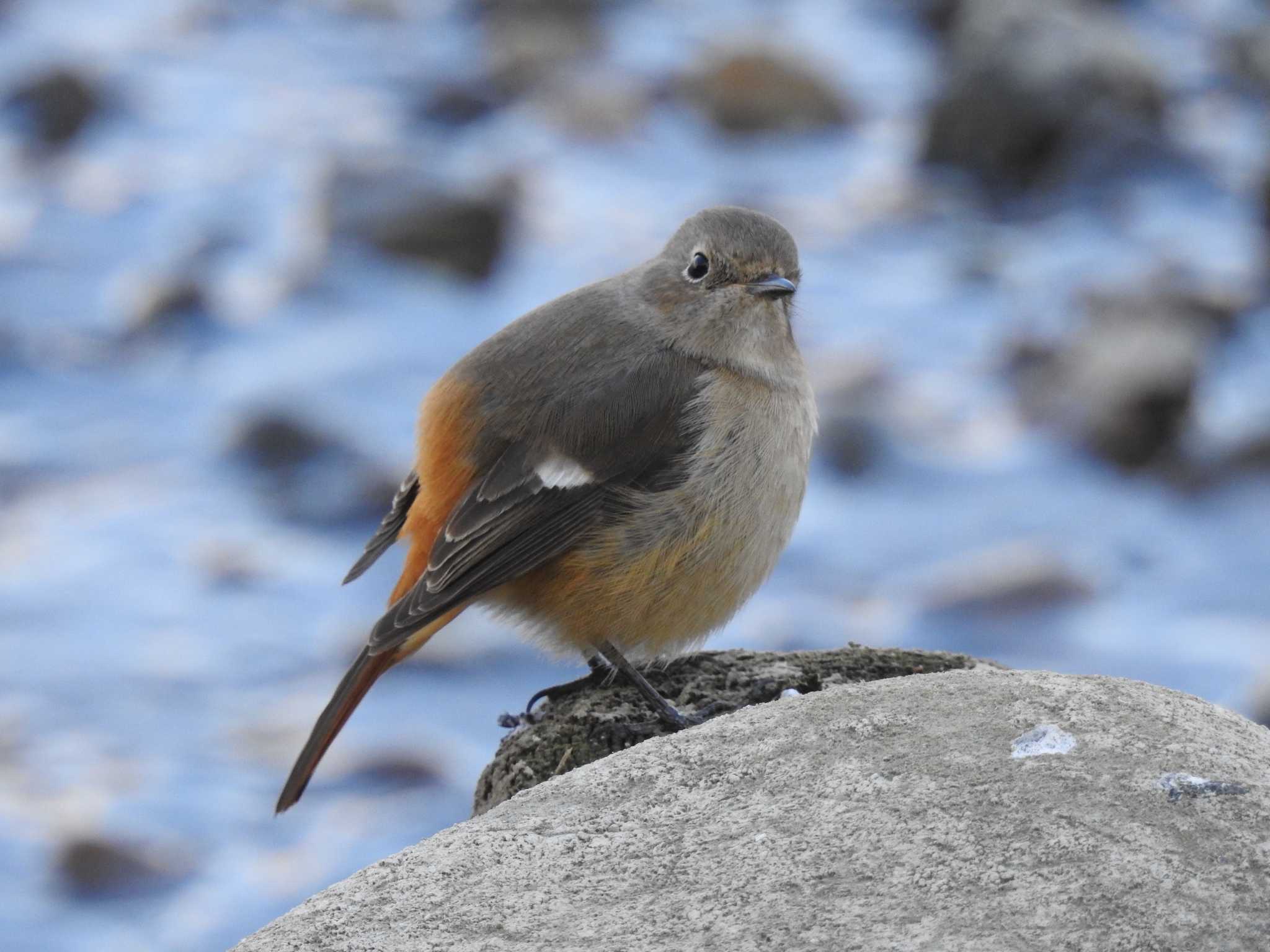 Daurian Redstart