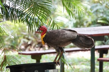 Australian Brushturkey ケアンズ Sat, 10/8/2022