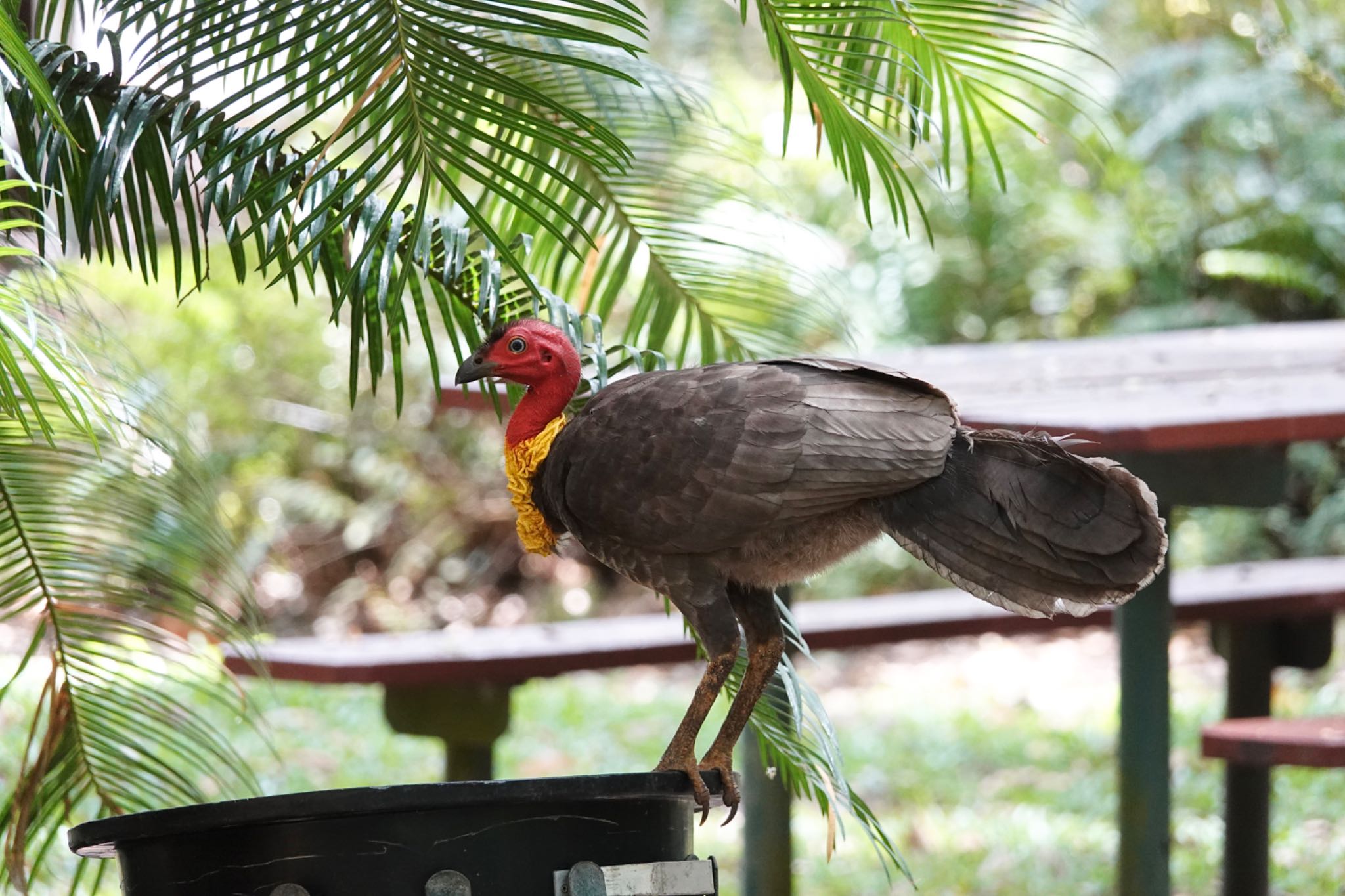 Australian Brushturkey